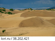Sand dunes and trees. Стоковое фото, фотограф Михаил Коханчиков / Фотобанк Лори