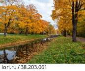 Александровский парк (Царское Село). Осенние клены по берегам Крестового канала. Alexander Park (Tsarskoye Selo). Autumn maples along the banks of the Krestovy Canal. (2021 год). Стоковое фото, фотограф Евгений Романов / Фотобанк Лори