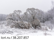 Заиндевелые деревья в лесу (2021 год). Стоковое фото, фотограф Александр Щепин / Фотобанк Лори