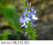 Вероника широколистная (Veronica austriaca, teucrium, Plantaginaceae) цветет голубыми цветами. Стоковое фото, фотограф Ольга Перфилова / Фотобанк Лори