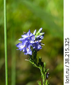 Вероника широколистная (Veronica austriaca, teucrium, Plantaginaceae) цветет голубыми цветами. Стоковое фото, фотограф Ольга Перфилова / Фотобанк Лори