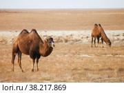 Camels. Стоковое фото, фотограф Art Konovalov / Фотобанк Лори