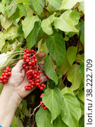Chinese Magnolia vine, Pachysandra chinese's. Branch berries lemongrass. Стоковое фото, фотограф Светлана Акифьева / Фотобанк Лори