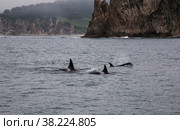 Killer whales with huge dorsal fins swim on background of rocks. Backs of huge dolphin in water in sea of Japan observing animal world. Real adventure in Kamchatka, Russian far East. Copyright space. Стоковое фото, фотограф Aleksandr Golubev / Фотобанк Лори