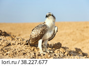 Bird is an osprey on sand san close up. Portrait of osprey (Pandion haliaetus) sitting on rock ridge in Sahara desert Observation animal world. Really adventure in Red sea, coast Africa. Стоковое фото, фотограф Aleksandr Golubev / Фотобанк Лори