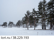Зимний пейзаж. Опушка леса в метель. Стоковое фото, фотограф Свитич Олег / Фотобанк Лори