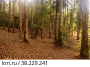 Tropical trees in Asia. Beautiful adventure nature. Smooth tree trunks on slope. Landscape background in jungles of Southeast Asia. Trip national Park on island of Bali, Indonesia. Стоковое фото, фотограф Aleksandr Golubev / Фотобанк Лори