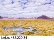 Colorado lagoon Eduardo Avaroa national Park. Landscape view Andes mountains on border Bolivia and Chile. Yellow dry vegetation and lake with pink flamingos. Texture clouds. Nature Of South America (2015 год). Стоковое фото, фотограф Aleksandr Golubev / Фотобанк Лори