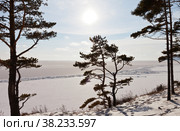 Beautiful winter landscape of frozen Lake Baikal with pine trees on rocky coast at sunny cold day. Natural background. Winter travel and tourism. Стоковое фото, фотограф Виктория Катьянова / Фотобанк Лори