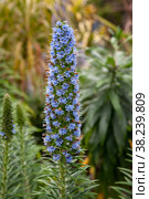 Синяк белеющий (Echium candicans) Стоковое фото, фотограф Юлия Бабкина / Фотобанк Лори