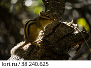 Бурундук на дереве. Стоковое фото, фотограф Николай Васильевич Дунаев / Фотобанк Лори