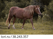 Русская тяжеловозная лошадь. Стоковое фото, фотограф Daria Koskova / Фотобанк Лори