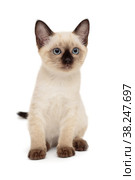 Small Siamese kitten. Стоковое фото, фотограф Okssi / Фотобанк Лори