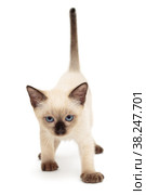 Little Siamese kitten goes. Стоковое фото, фотограф Okssi / Фотобанк Лори