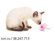 Small Siamese kitten and pink flower. Стоковое фото, фотограф Okssi / Фотобанк Лори