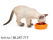 Small Siamese kitten and food bowl. Стоковое фото, фотограф Okssi / Фотобанк Лори