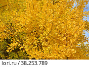 Желтая листва гинкго двулопастного (Ginkgo biloba L.). Осень. Стоковое фото, фотограф Ирина Борсученко / Фотобанк Лори