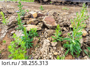 An old road embankment made of crumbling sandstone, on which grass is already growing, there is road equipment on tracks. Стоковое фото, фотограф Дмитрий Коростылев / Фотобанк Лори