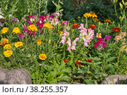 Львиный зев (лат. Antirrhinum) и бархатцы (лат. Tagetes) на клумбе в летнем саду. Стоковое фото, фотограф Елена Коромыслова / Фотобанк Лори