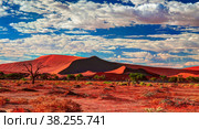 Sand dunes Namib-Naukluft national park, Namibia (2012 год). Редакционное фото, фотограф Сергей Майоров / Фотобанк Лори
