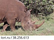 Носорог (Ceratotherium simum) пасется на траве (2021 год). Стоковое фото, фотограф EgleKa / Фотобанк Лори