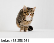 Полосатая кошка. Стоковое фото, фотограф Фотиния Куимова / Фотобанк Лори