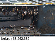 Colony of young  brachiopods, biofouling on marine anthropogenic debris (floating discarded plastic pallet) Стоковое фото, фотограф Евгений Харитонов / Фотобанк Лори
