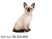 Small Siamese kitten. Стоковое фото, фотограф Okssi / Фотобанк Лори