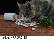 A gray cat with a white nose sits on a brown wooden table eating and sniffing pills scattered from a jar with a bunch of herbs close-up, pet treatment concept, helminthiasis prevention, veterinary. Стоковое фото, фотограф Ирина Компаниец / Фотобанк Лори