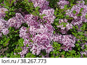 Сирень мелколистная Superba  (Syringa microphylla Superba). Цветение. Стоковое фото, фотограф Ирина Борсученко / Фотобанк Лори