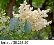 Соцветие сирени амурской (Syringa amurensis Rupr.) Стоковое фото, фотограф Ирина Борсученко / Фотобанк Лори