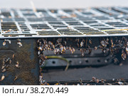 Colony of young  marine organisms, biofouling on floating anthropogenic debris (floating discarded plastic pallet) Стоковое фото, фотограф Евгений Харитонов / Фотобанк Лори