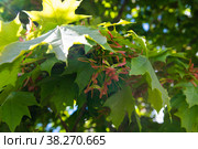 Листья и плоды (семена) клена весной. Стоковое фото, фотограф E. O. / Фотобанк Лори