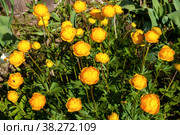 Trollius europaeus, Купальница европейская. Стоковое фото, фотограф Юлия Бабкина / Фотобанк Лори