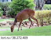 Антилопа бушбок  (Tragelaphus scriptus) (2021 год). Стоковое фото, фотограф EgleKa / Фотобанк Лори