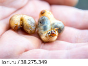 Larvae of the Maybug or cockchafer - a pest of agricultural crops, on the palm of a man. Стоковое фото, фотограф Дмитрий Коростылев / Фотобанк Лори