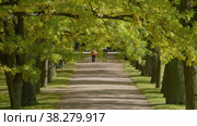 Екатерининский парк (Царское Село). Дубовая аллея. Catherine Park (Tsarskoye Selo). Oak Alley. (2021 год). Редакционное видео, видеограф Евгений Романов / Фотобанк Лори