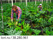 Successful male gardener with ripe zucchini in greenhouse. Стоковое фото, фотограф Яков Филимонов / Фотобанк Лори