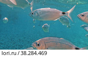 Sea fish in clear water. Стоковое видео, видеограф Данил Руденко / Фотобанк Лори