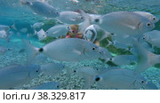 Slow motion - mother and daughter diving among fish. Стоковое видео, видеограф Данил Руденко / Фотобанк Лори