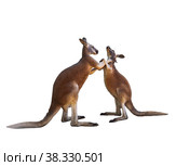 Clarification of relations. The fight of two red kangaroos on a white background is isolated. Стоковое фото, фотограф Наталья Волкова / Фотобанк Лори