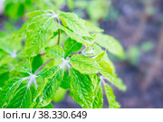 Eleutherococcus senticosus, Siberian ginseng new leaves, herbal medicine. Стоковое фото, фотограф Короленко Елена / Фотобанк Лори
