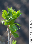 Eleutherococcus senticosus, ,new leaves close up. Стоковое фото, фотограф Короленко Елена / Фотобанк Лори
