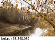 Aspen flowers in spring. Стоковое фото, фотограф Константин Шашков / Фотобанк Лори