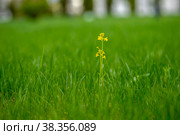 A lonely flower on the grass. Стоковое фото, фотограф Константин Шашков / Фотобанк Лори