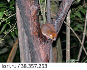 Night Portrait of the brown mouse lemur Microcebus rufus aka eastern rufous or russet in Ranomafana, Fianarantsoa, madagascar. Стоковое фото, фотограф Сергей Майоров / Фотобанк Лори