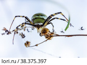 Close-up front view of a female spider Argiope Bruennichi in its natural habitat. Стоковое фото, фотограф Андрей С / Фотобанк Лори