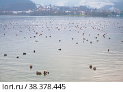 Flock of red-crested pochard (Netta rufina) winters on Lake Lucerne in the Swiss Alps. Стоковое фото, фотограф Юлия Бабкина / Фотобанк Лори