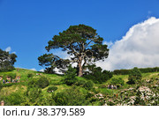 Hobbiton, New Zealand - 15 Dec 2018. Hobbiton is theme Park in New Zealand. Редакционное фото, фотограф Сергей Стрелков / Фотобанк Лори