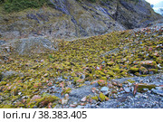 Nature of Franz Josef glacier, New Zealand. Стоковое фото, фотограф Сергей Стрелков / Фотобанк Лори